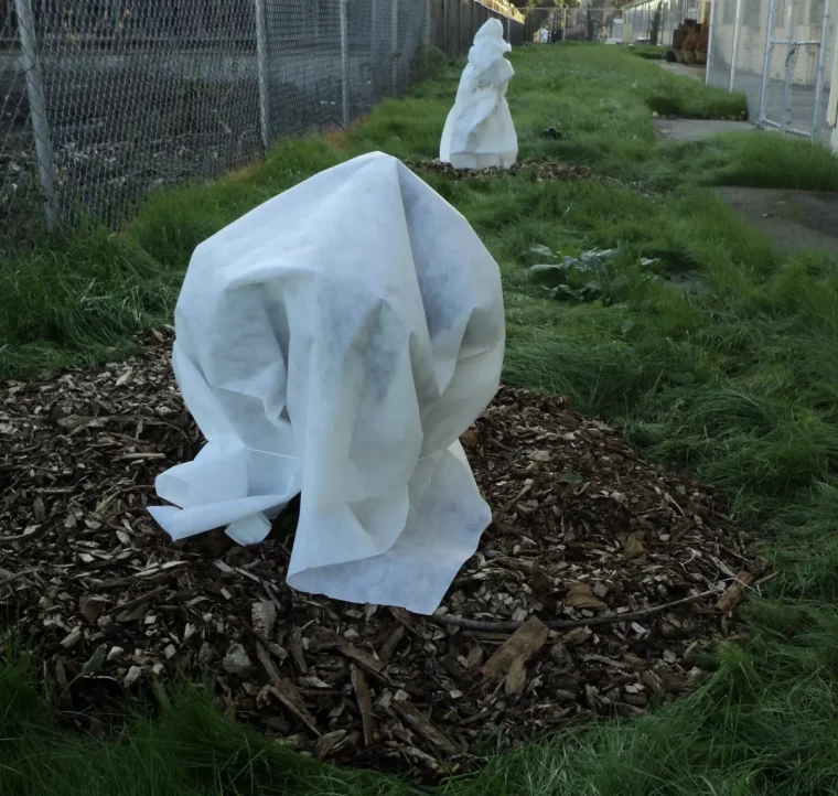 travaux jardinage paillage autour de jeune arbre toile contre gel