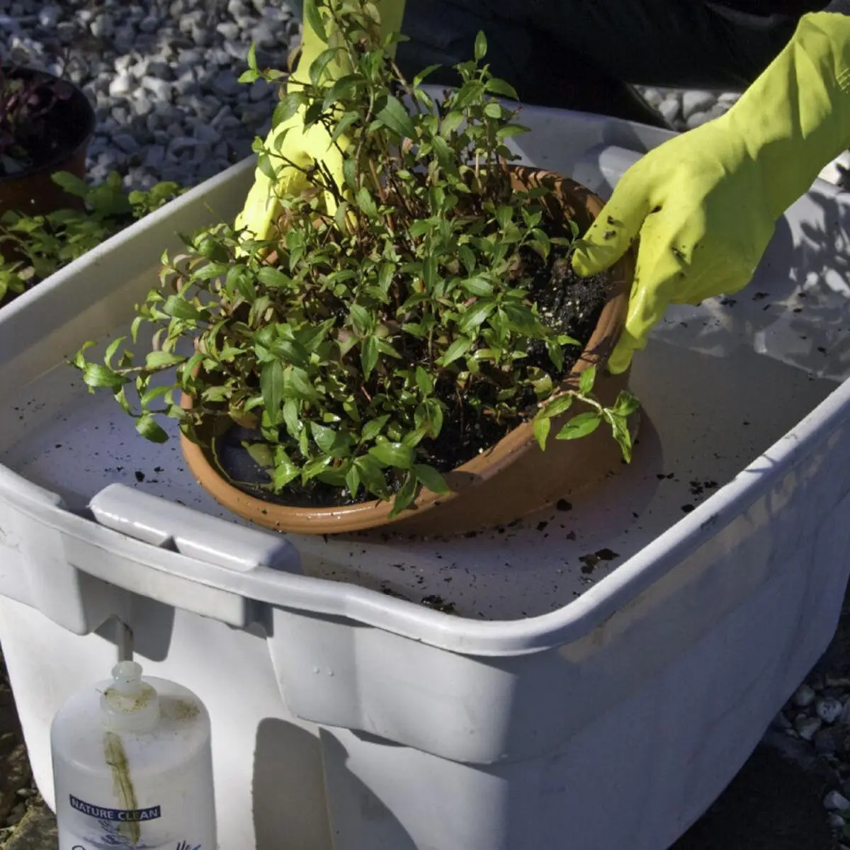 tremper pot fleur plante seau eau insecticide gants jardinage