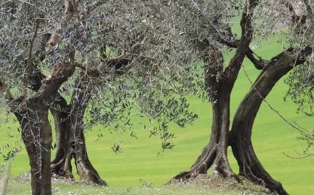 trois oliviers sur un terrain pentu et vert