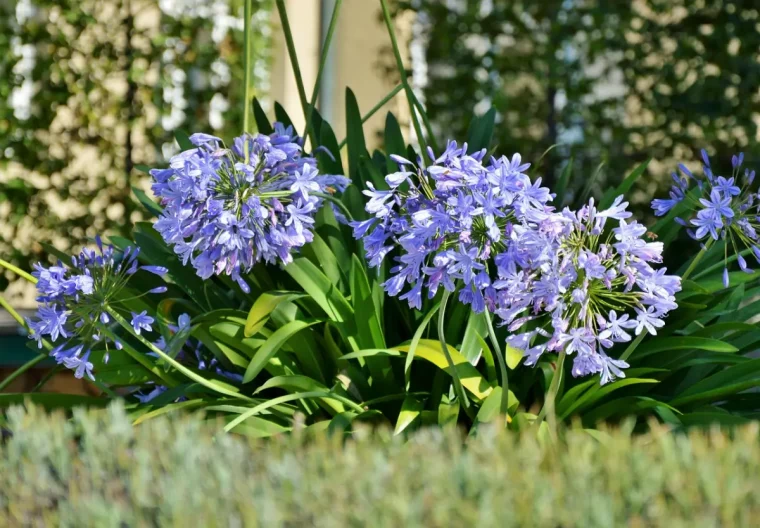 tubereuse bleue plante feuilles vertes longues tiges gazon arbustes