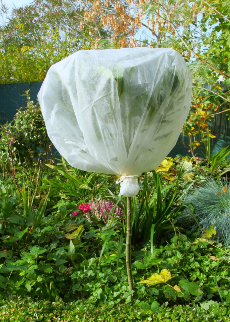 voile d hivernage blanc arbre pelouse verte
