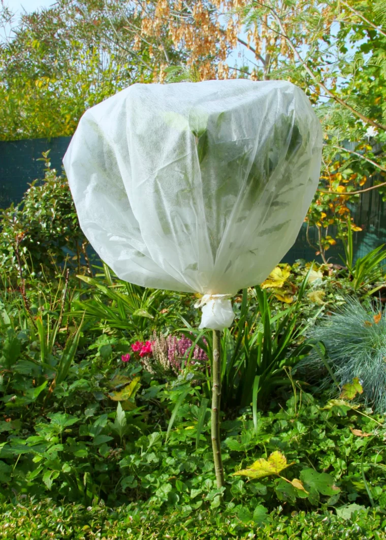 voile d hivernage blanc arbre pelouse verte