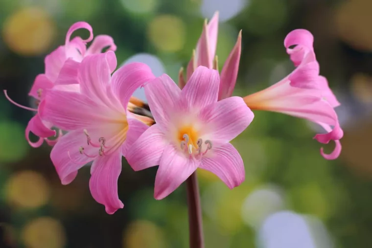 vue centree de fleurs roses amaryllis belladonna