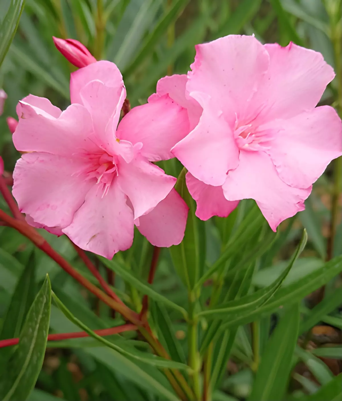 vue centree sur deux fleurs roses doibles du laurier rose cavalaire