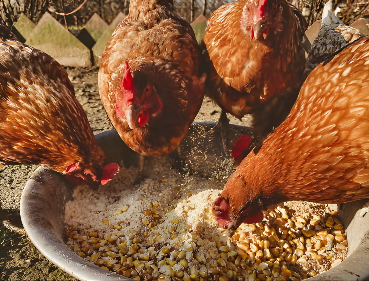 vue centree sur le melange alimentaire avec des grains de mais entieres et des poules qui se regalent