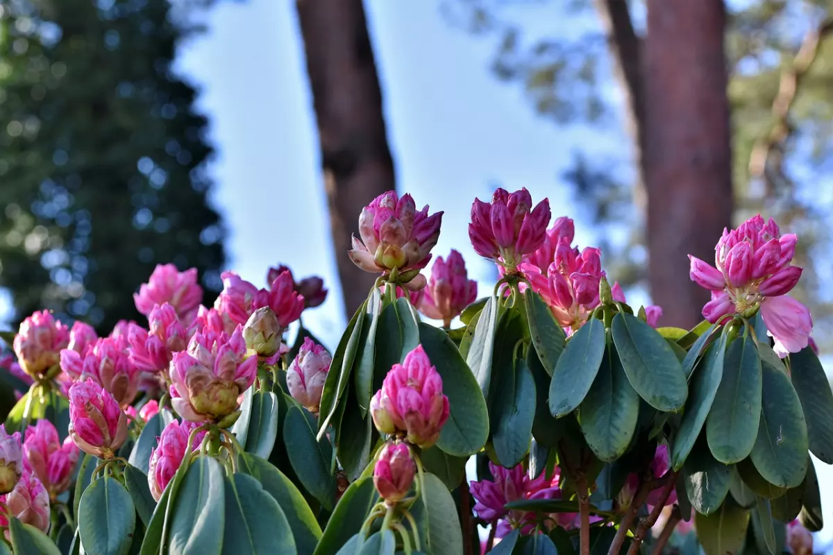 vue centree sur les bourgeons du rhododendron