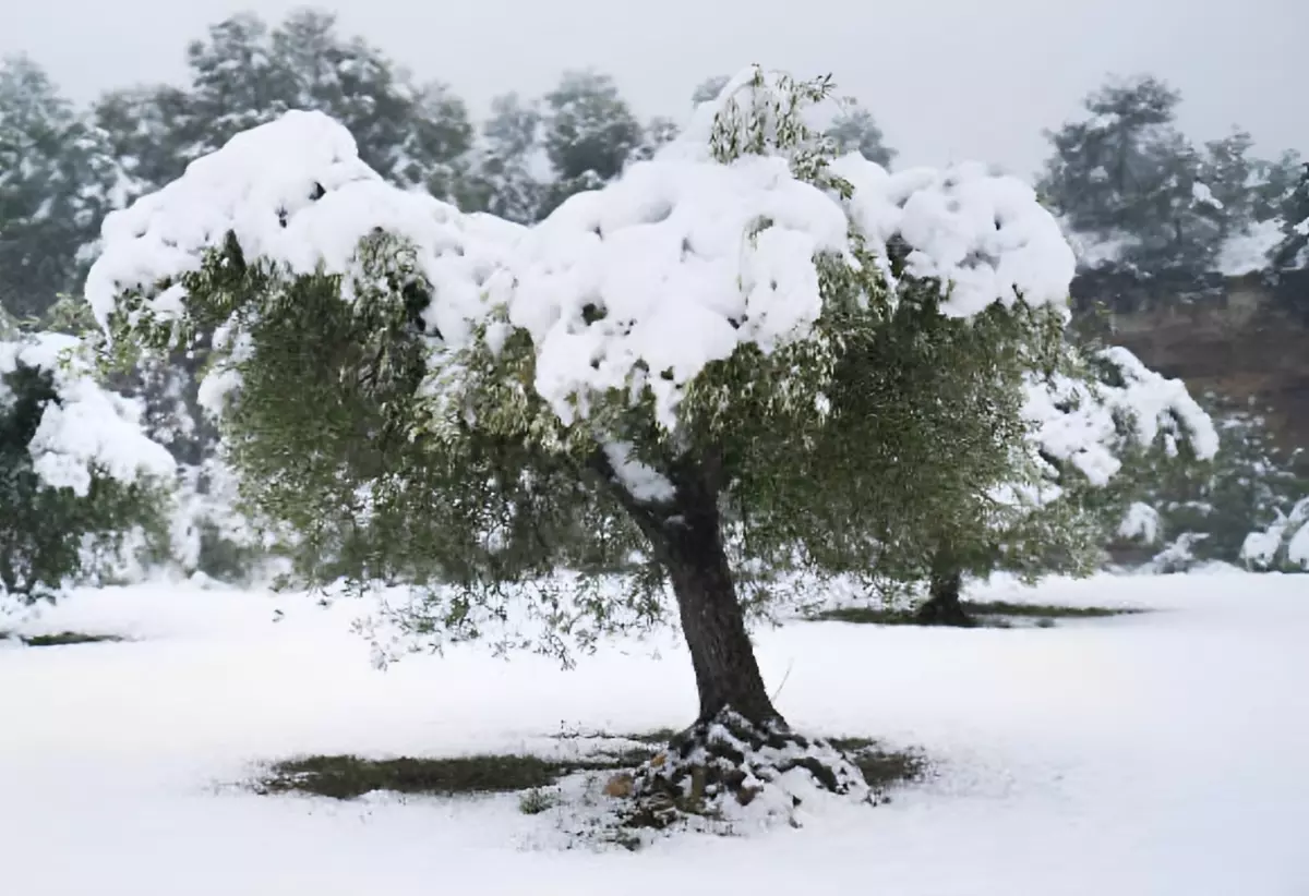 vue centree sur un olivier sous la neige