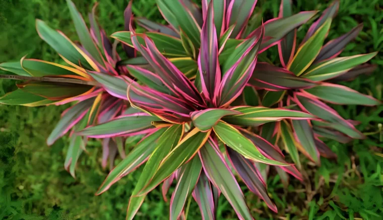 vue de dessus centree sur plusieurs cordyline formant un buisson avec du jaune vert et rouge