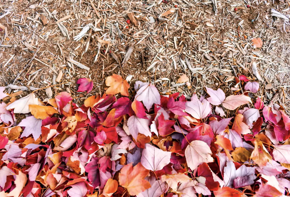 vue de dessus de feuilles mortes rouges et orange a moitie sur un sol paille sec