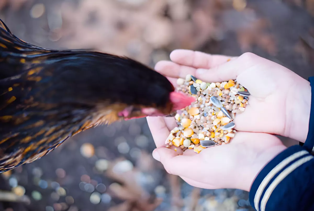 vue de dessus de melange de grains entieres et concassees dans les mains tendues vers une poule qui mange