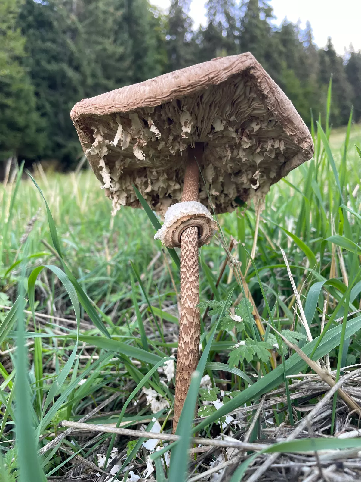 vue en perspective par dessous de vieux champignon qui s effrite