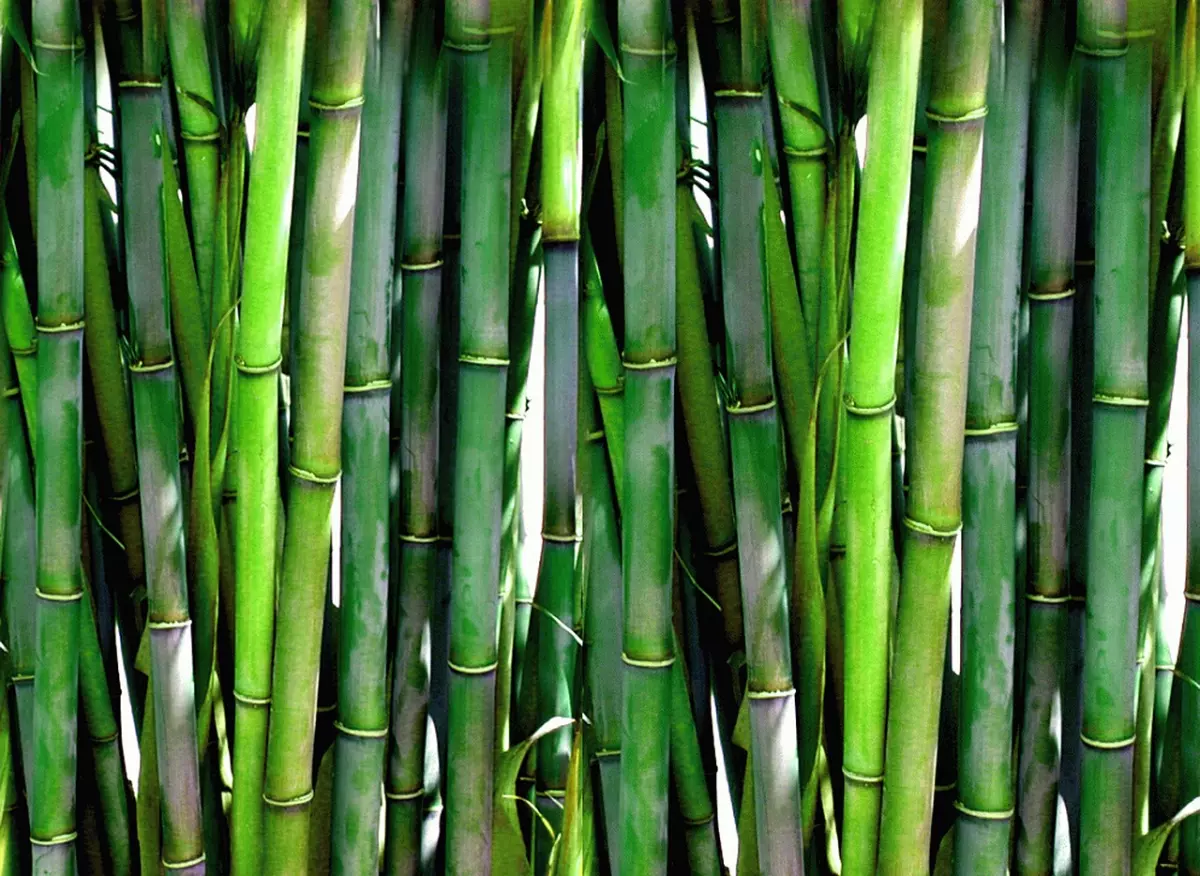 vue laterale de bambou avec nombreuses tiges vertes denses