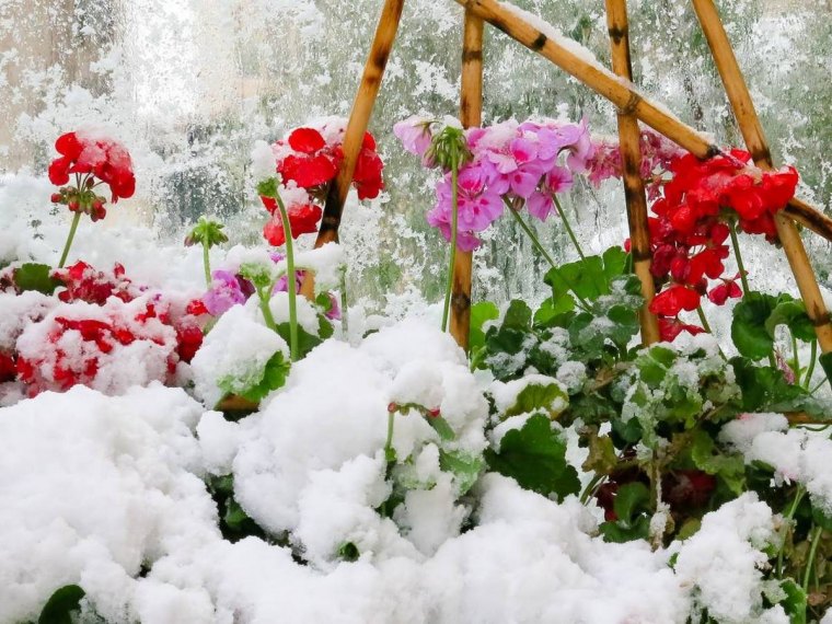 5 astuces de grand mère de garder ses géraniums pour l'année suivante geraniums sous une serre