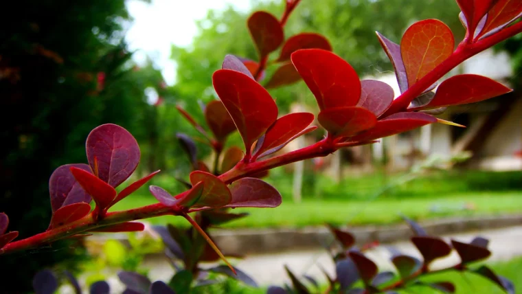 berberis feuilles rouges epines haie defensive