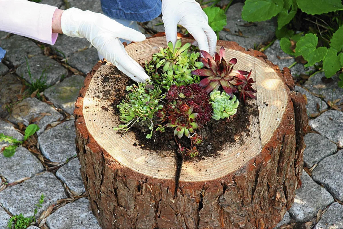 comment détruire une souche d'arbre decoration aux plantes