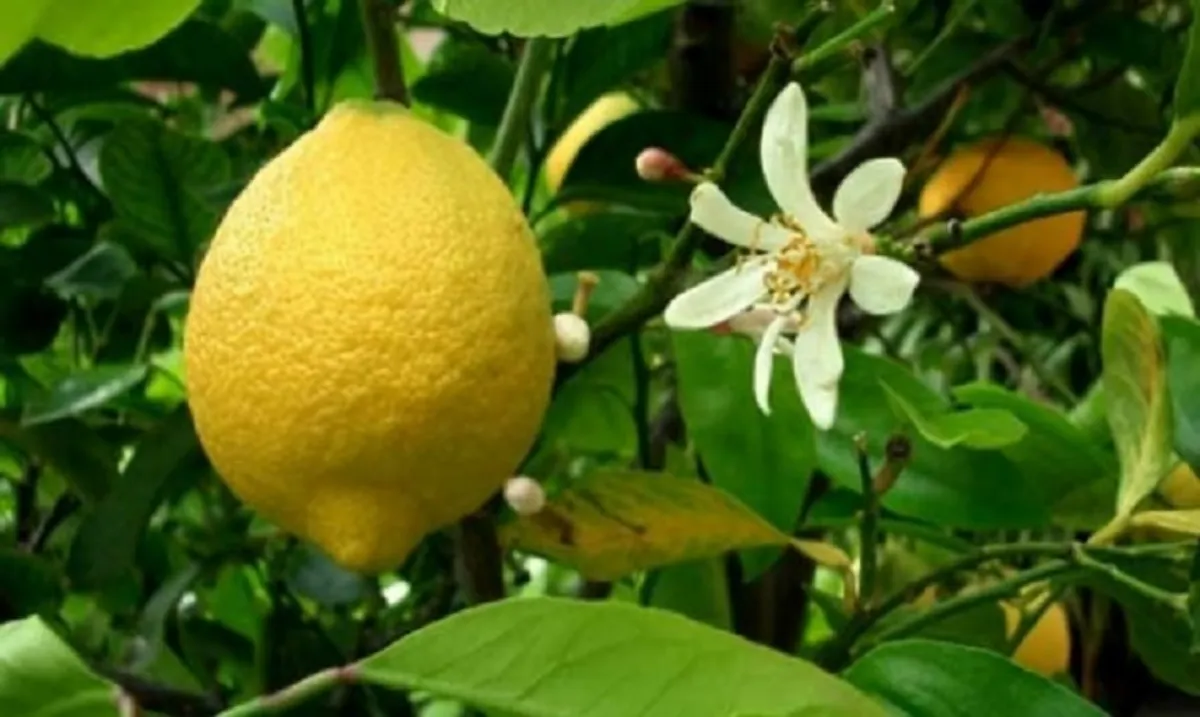 comment faire pour avoir des citrons sur un citronnier fleurs et fruits