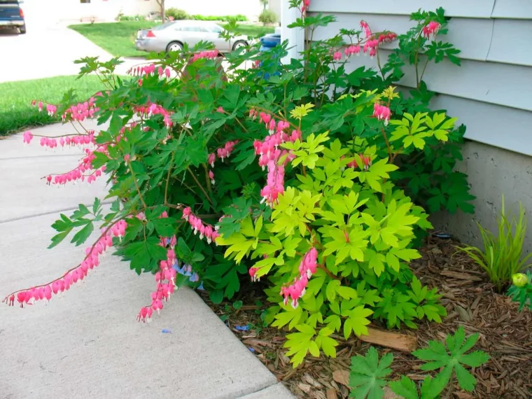 comment réussir à tous les coups un bouturage