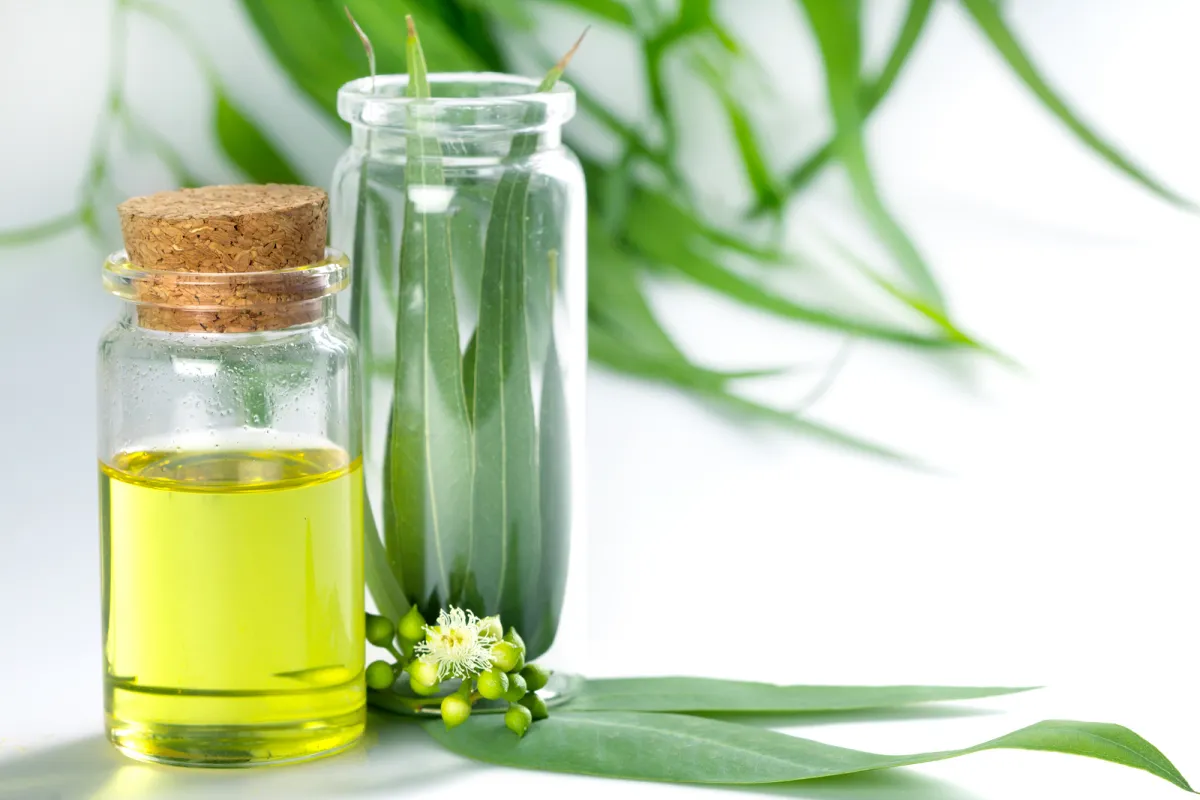 comment se servir de l'huile d'eucalyptus huile en flocon et feuilles