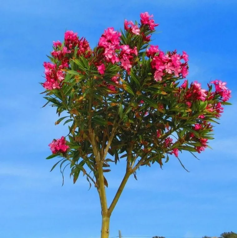 comment traiter un laurier rose dont les feuilles jaunissent