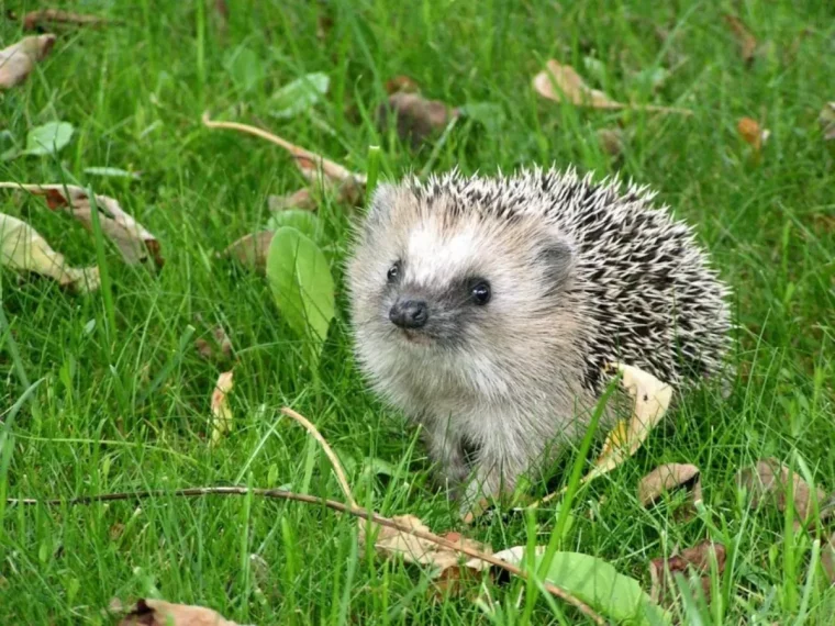 quand donner à manger aux hérissons