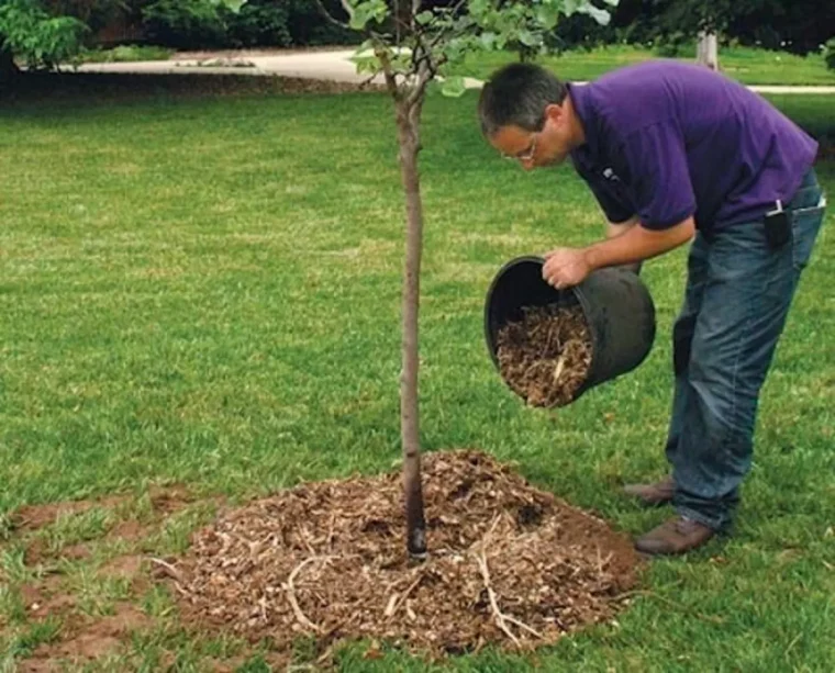 quand protéger les fruitiers du gel paillage