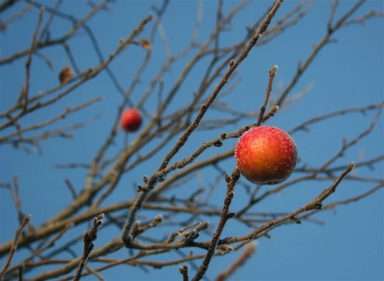 quel arbre fruitier est le moins fragile pommier enhiver