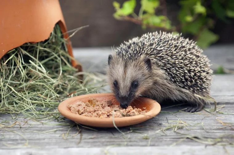 qu'est ce que mange un hérisson sauvage herisson mange delaviande