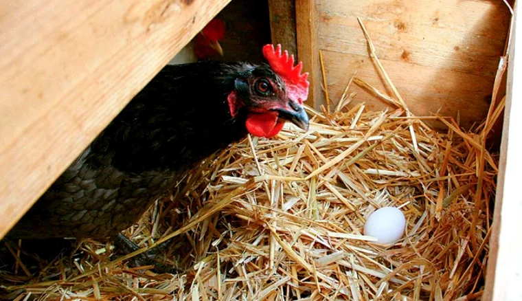 alimentation des poules en hiver oeuf paille
