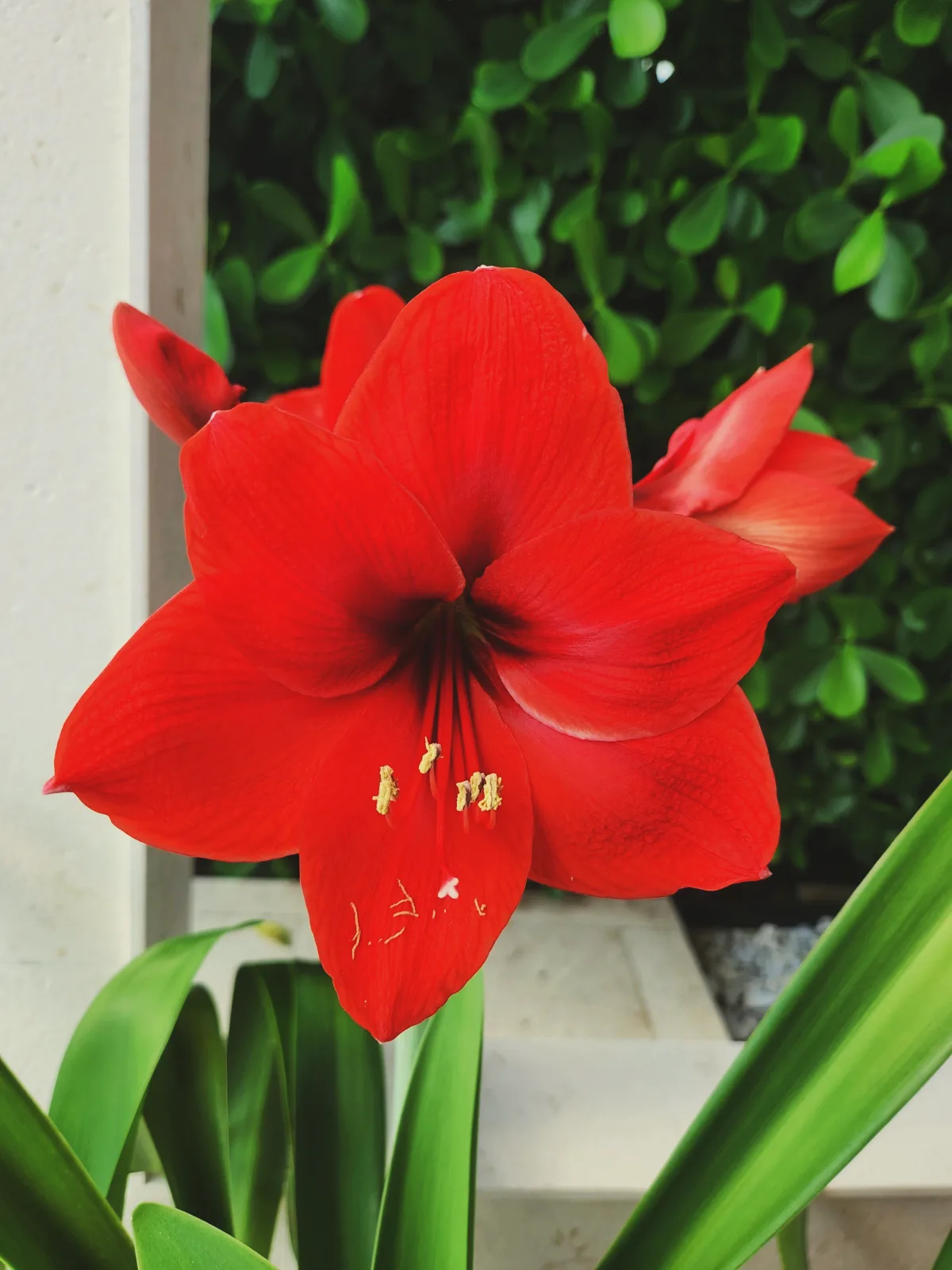 amaryllis idée de plante d'intérieur fleur roufe intense jardin d hiver