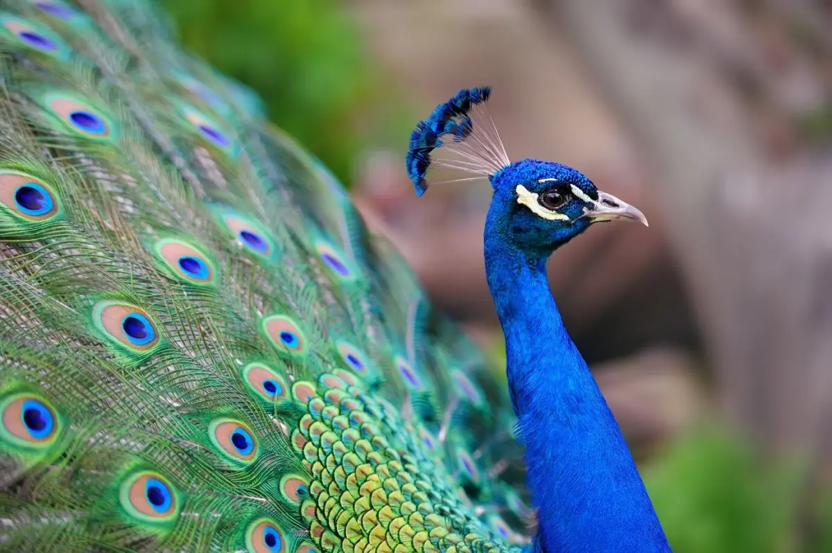 animal paon plumes couleur verte motifs nature symbole oiseau