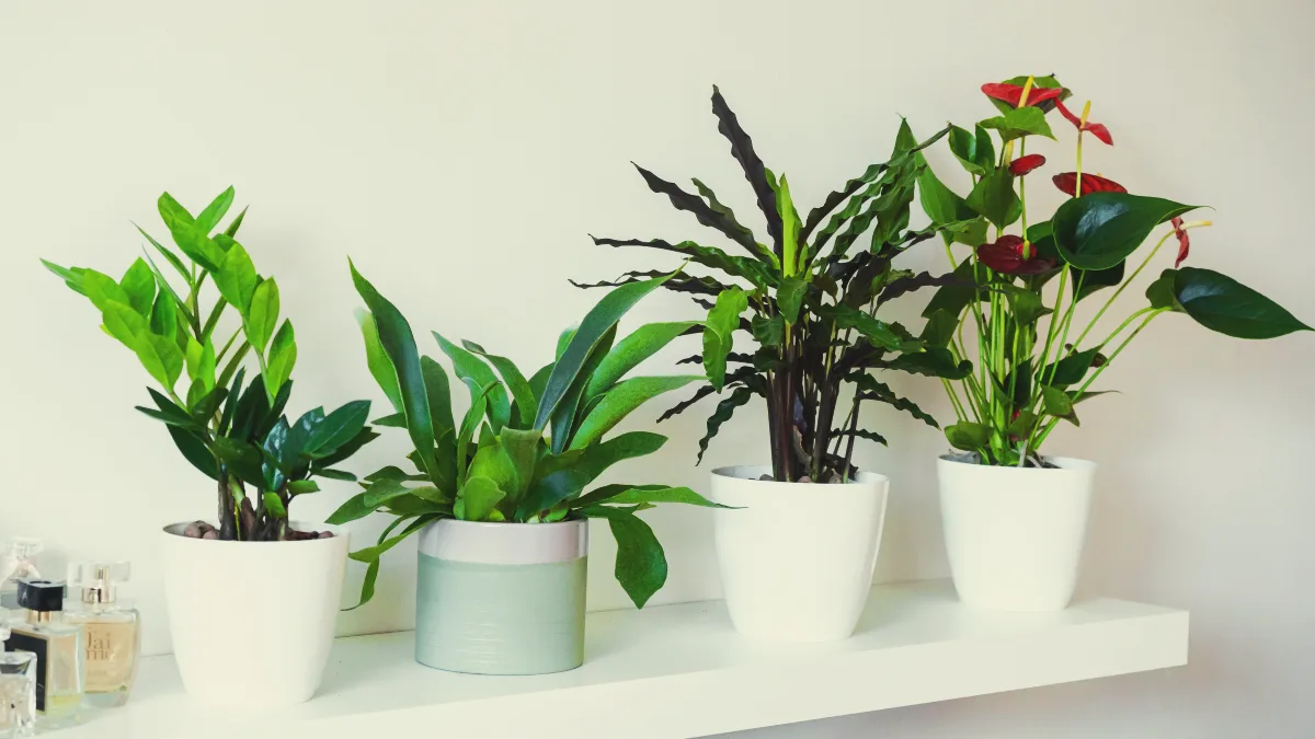 anthurium au bureau avec d autres plantes d intérieur sur une etagere