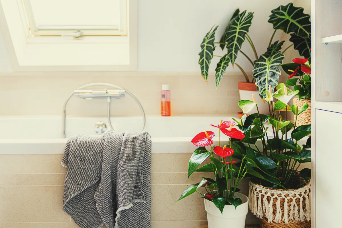 anthurium dans la salle de bain idée quelle plante humidité piece d eau