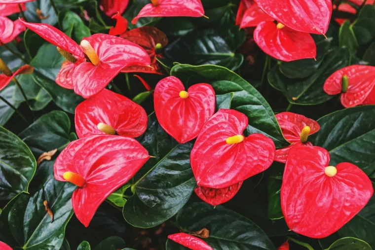 anthurium plantes vertes avec fleurs rouges idée de fleur d intérieur noel