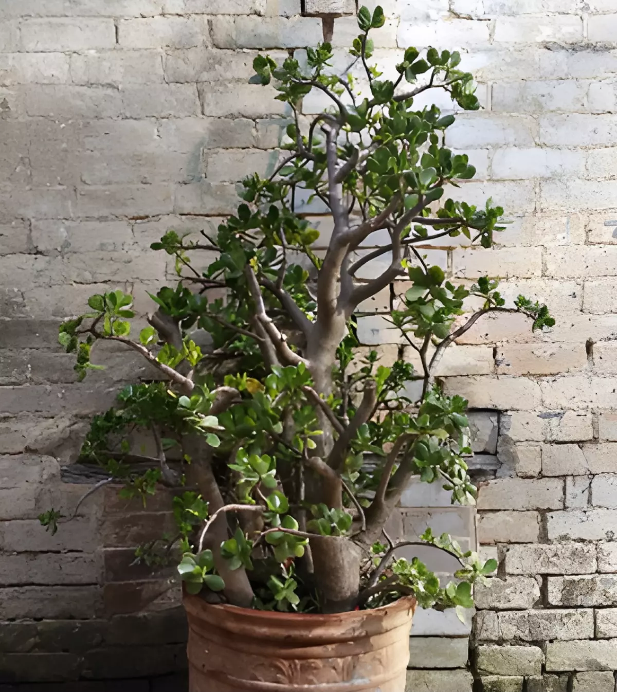 arbre de jade dans un pot sur fond d un mur en briques