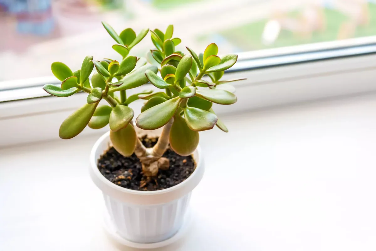 arbre de jade perd ses feuilles en hiver ou le placer pour le sauver