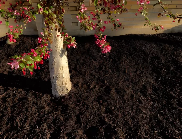 arbre fruitier en floraison a cote d un mur en briques beiges et un sol recouvert de compost
