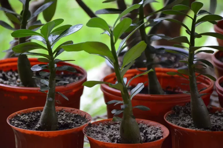 arbres de jade en pots de differentes tailles