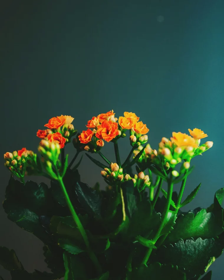 asrtuces pour faire refleurir in kalanchoe quelles conditions entretien lumiere eau