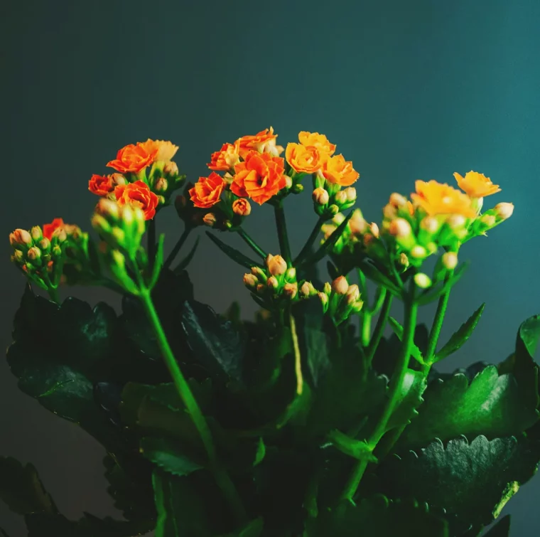 asrtuces pour faire refleurir in kalanchoe quelles conditions entretien lumiere eau