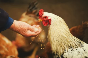 astuce pour faire pondre les poules régime alimentaire nourriture des poules