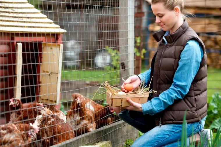 astuces pour faire pondre mes poules femme poulailler