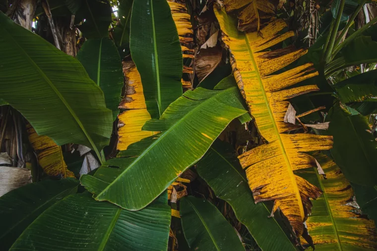 bananier gele que faire comment sauver les feuilles gelees