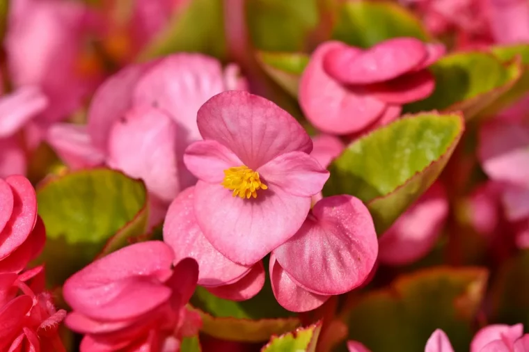 begonias emplacement et entretien appropries