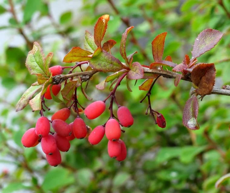 berberis baies rouges feuilles vertes branches haie defensiv