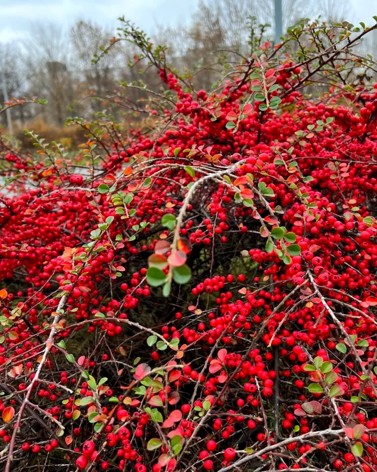 berberis bais rouges arbustes persistant