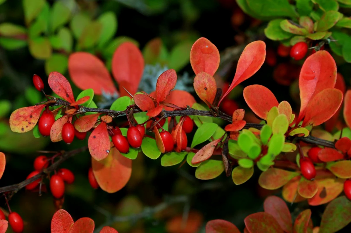 berberis feuilles et fruits rouges haie defensive arbuste
