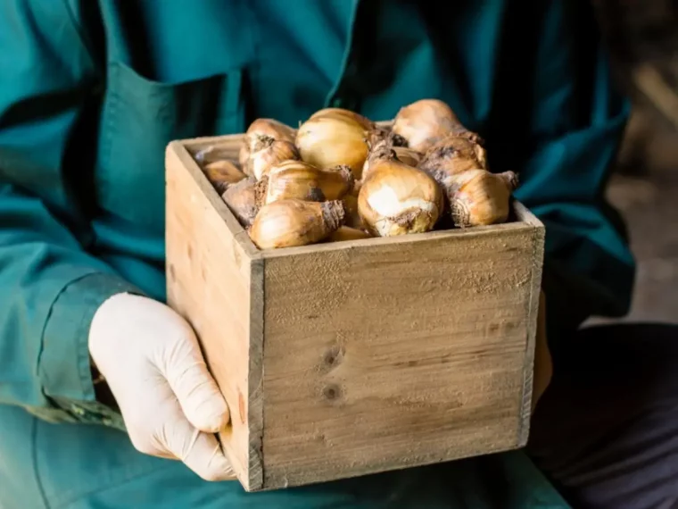 boite bois stockage bulbes fleurs gants vetements travaux jardin