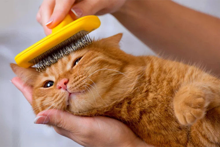 boules de cheveux pour se debarrasser des rats a la maison chat roux