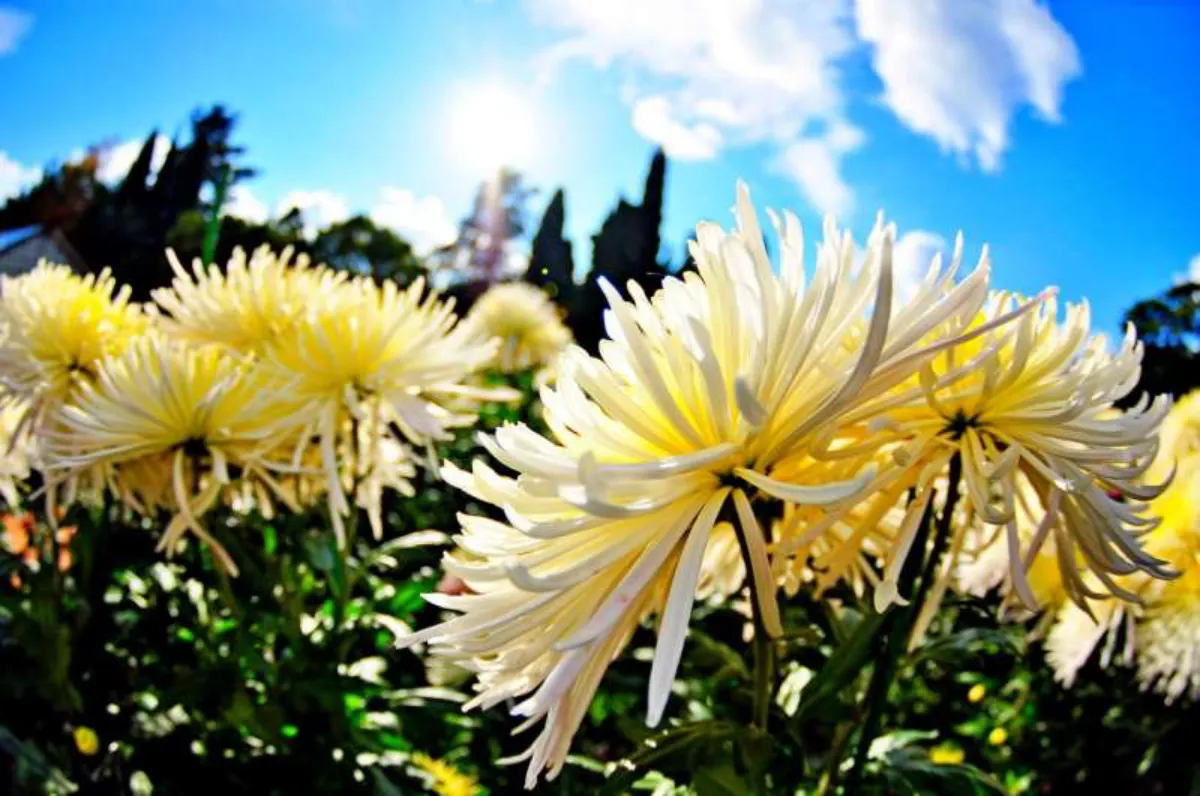 bouquet fleurs chrysanthèmes blancs