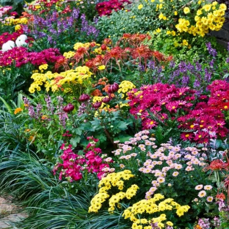 bourdure de fleurs a floraison automnale